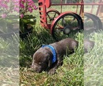 Image preview for Ad Listing. Nickname: AKC Chocolates