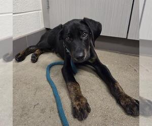 Mutt Dogs for adoption in Waterford, VA, USA