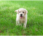 Small #4 Labrador Retriever