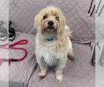 Small #1 Mutt