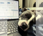 Small #6 American Staffordshire Terrier