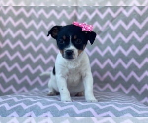 Jack Russell Terrier-Unknown Mix Puppy for sale in LAKELAND, FL, USA