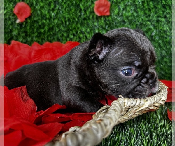 Medium Photo #7 French Bulldog Puppy For Sale in SPRINGFIELD, MO, USA