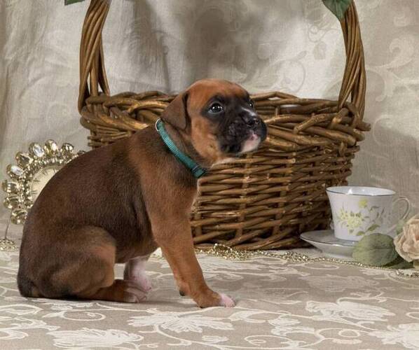 Medium Photo #14 Boxer Puppy For Sale in FONTANA, CA, USA