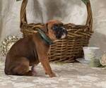 Small Photo #14 Boxer Puppy For Sale in FONTANA, CA, USA