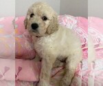 Small Photo #3 Labradoodle Puppy For Sale in PIERSON, FL, USA