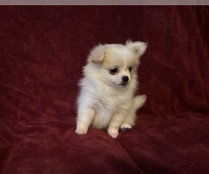 Pomeranian Puppy for sale in HAMPSTEAD, NC, USA