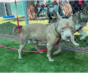 CARMELO - Male Mutt Dog for Adoption - Photo #2