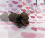 Small Photo #6 Dachshund Puppy For Sale in ASHLAND, NE, USA