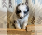 Small #6 Shetland Sheepdog