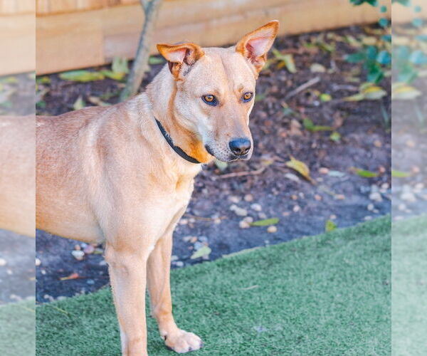 Medium Photo #3 Carolina Dog-Unknown Mix Puppy For Sale in Hilton Head, SC, USA