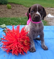 German Shorthaired Pointer Puppy for sale in SUGARCREEK, OH, USA