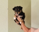 Puppy 2 Australian Shepherd