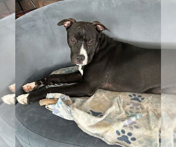 Medium Photo #41 American Pit Bull Terrier-Labrador Retriever Mix Puppy For Sale in OKLAHOMA CITY, OK, USA