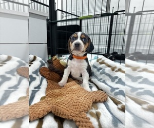 Beagle Puppy for sale in FORT LAUDERDALE, FL, USA
