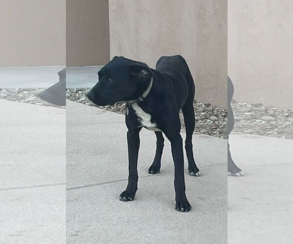 Medium Photo #3 American Pit Bull Terrier Puppy For Sale in Chandler, AZ, USA