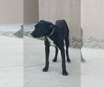Small #2 American Pit Bull Terrier