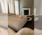 Small #2 Chihuahua