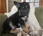 Small #5 German Shepherd Dog