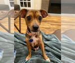 Small Chihuahua Mix