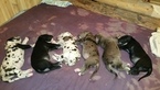 Small Photo #1 Great Dane Puppy For Sale in EASTMAN, GA, USA