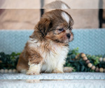 Small Photo #14 Shih Tzu Puppy For Sale in SUGARCREEK, OH, USA