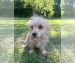 Small #7 Morkie