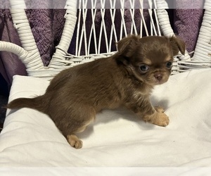 Chihuahua Puppy for sale in HANCOCK, MI, USA