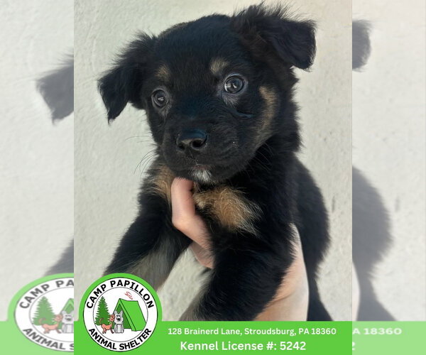Medium Photo #1 Bernese Mountain Dog-Rottweiler Mix Puppy For Sale in Stroudsburg, PA, USA