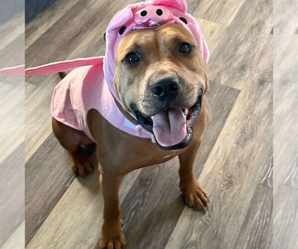 Medium Photo #4 American Pit Bull Terrier-Unknown Mix Puppy For Sale in columbia, SC, USA