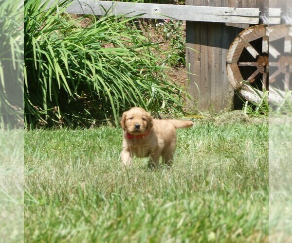 Medium Photo #2 Golden Retriever Puppy For Sale in WOLCOTT, VT, USA