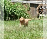 Small #1 Golden Retriever