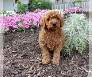 Poodle (Miniature) Puppy for sale in FREDERICKSBURG, OH, USA