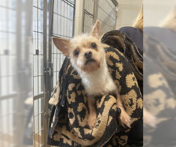 Medium Photo #1 Chihuahua Puppy For Sale in Derwood, MD, USA