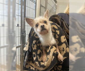 Chihuahua Dogs for adoption in Derwood, MD, USA