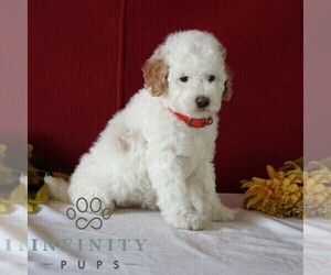 Poodle (Miniature) Puppy for sale in GORDONVILLE, PA, USA
