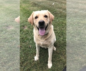 Father of the Labrador Retriever puppies born on 08/13/2023