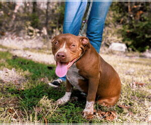 American Pit Bull Terrier Dogs for adoption in Sparta, TN, USA