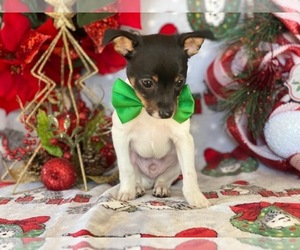 Fox Terrier (Smooth) Puppy for sale in LANCASTER, PA, USA