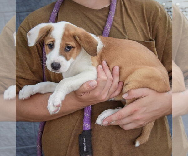 Medium Photo #2 Mutt Puppy For Sale in Huntley, IL, USA