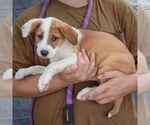 Small #1 Mutt