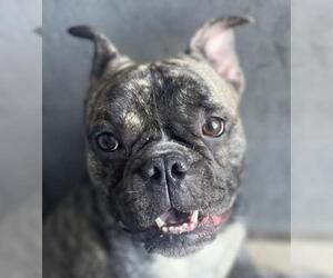 French Bulldog Dogs for adoption in Woodland, CA, USA