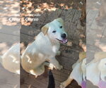 Small #1 Retriever  Mix