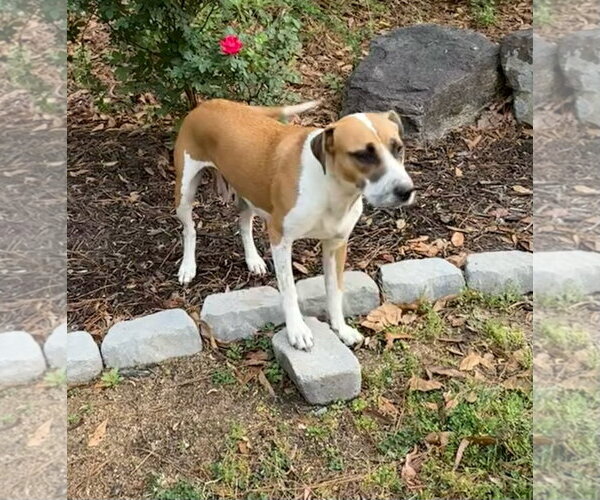 Medium Photo #4 Mutt Puppy For Sale in Holly Springs, NC, USA