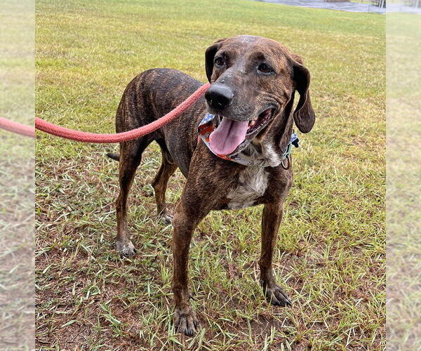 Medium Photo #2 Plott Hound-Unknown Mix Puppy For Sale in McCormick, SC, USA