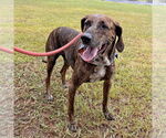 Small #1 Plott Hound Mix