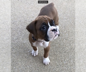 Boxer Puppy for Sale in APPLE CREEK, Ohio USA