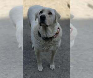 - Mix Dogs for adoption in Woodsfield, OH, USA