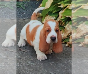 Basset Hound Puppy for sale in NEWBERN, TN, USA