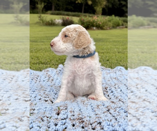 Medium Photo #23 Poodle (Standard) Puppy For Sale in CORYDON, IN, USA
